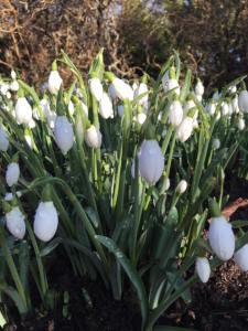 Snowdrops are the flower of the month